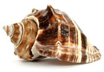 seashell-small